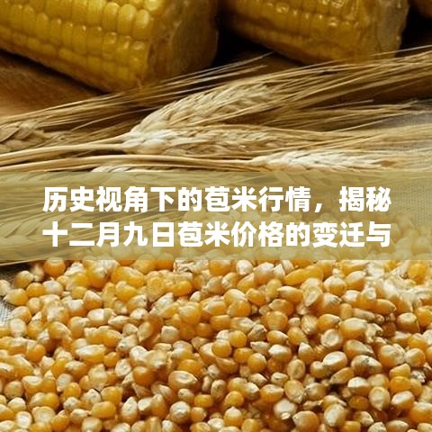 历史视角下的苞米行情深度解析，揭秘十二月九日苞米价格变迁与影响因素