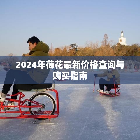 2024年荷花价格查询及购买指南