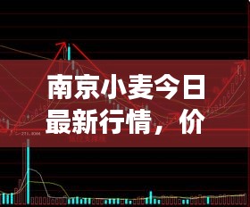 南京小麦今日最新行情，价格走势、市场分析及影响因素探讨