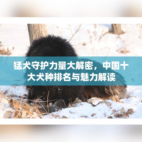 猛犬守护力量大解密，中国十大犬种排名与魅力解读