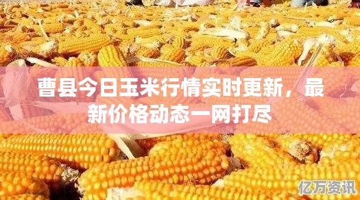 曹县今日玉米行情实时更新，最新价格动态一网打尽