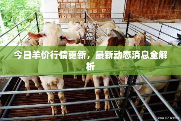 今日羊价行情更新，最新动态消息全解析