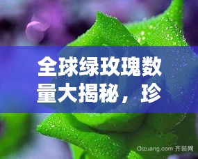 全球绿玫瑰数量大揭秘，珍稀花卉榜单排名！