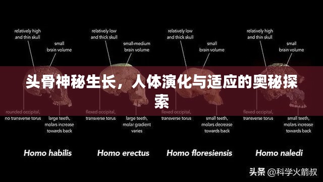 头骨神秘生长，人体演化与适应的奥秘探索