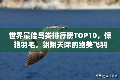 世界最佳鸟类排行榜TOP10，惊艳羽毛，翱翔天际的绝美飞羽！