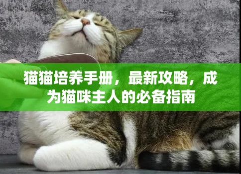 猫猫培养手册，最新攻略，成为猫咪主人的必备指南